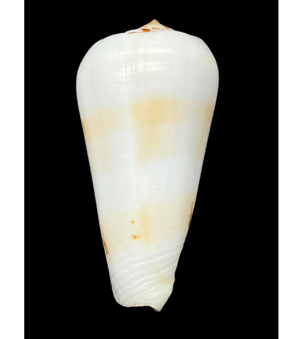 Pionoconus LEEHMANI
