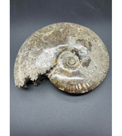 Ammonite  Cleoniceras 1kg702