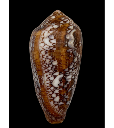 Conus Pennaceus Praelatus 63,70mm
