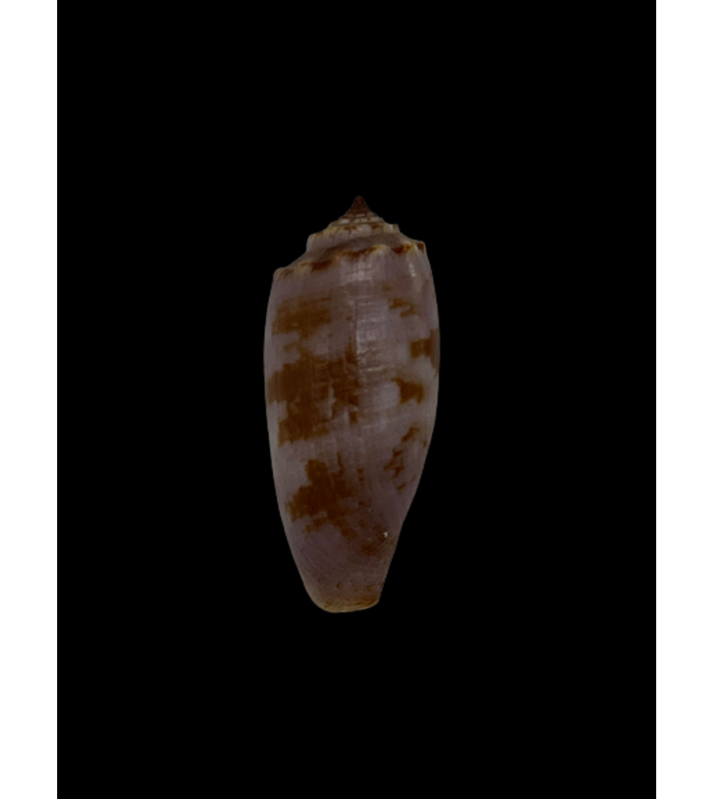 Conus Fragillisimus 30mm