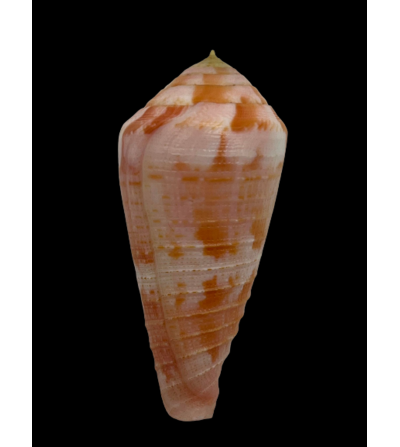 Conus Pertusus Amabilis 52mm