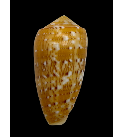 Conus Flocatus Megdelenae 55mm