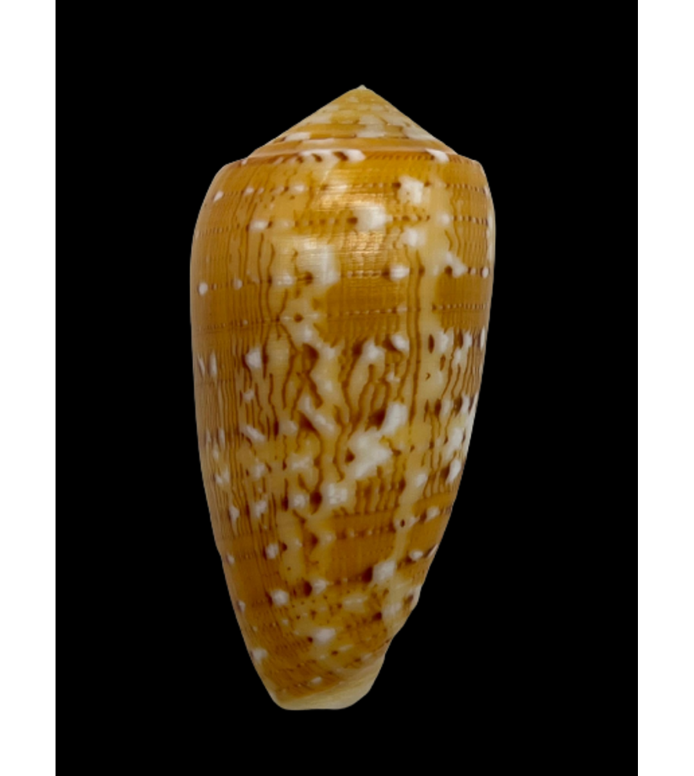 Conus Flocatus Megdelenae 55mm