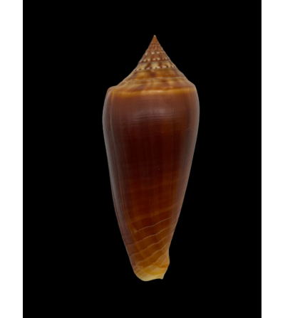 Conus Ochroleucus Tmetus 56mm