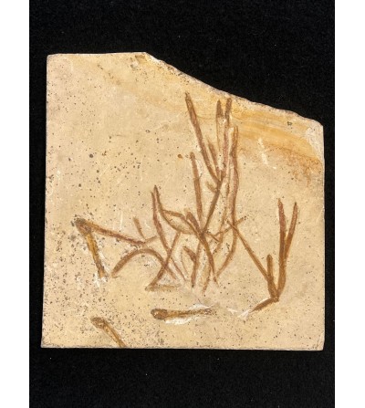Plaque de poisson fossiles avec algues