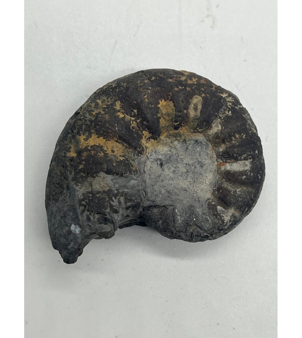 Ammonite fossille noire