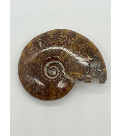 Ammonite Fossile Cleoniceras SP MADAGASCAR