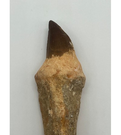 Dent de Mosasaurus 9,5cm