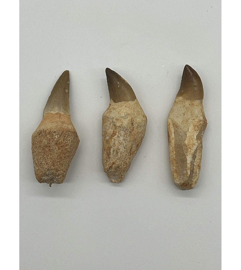 Lot de 3 dents fossiles de Mosasaurus Maroc