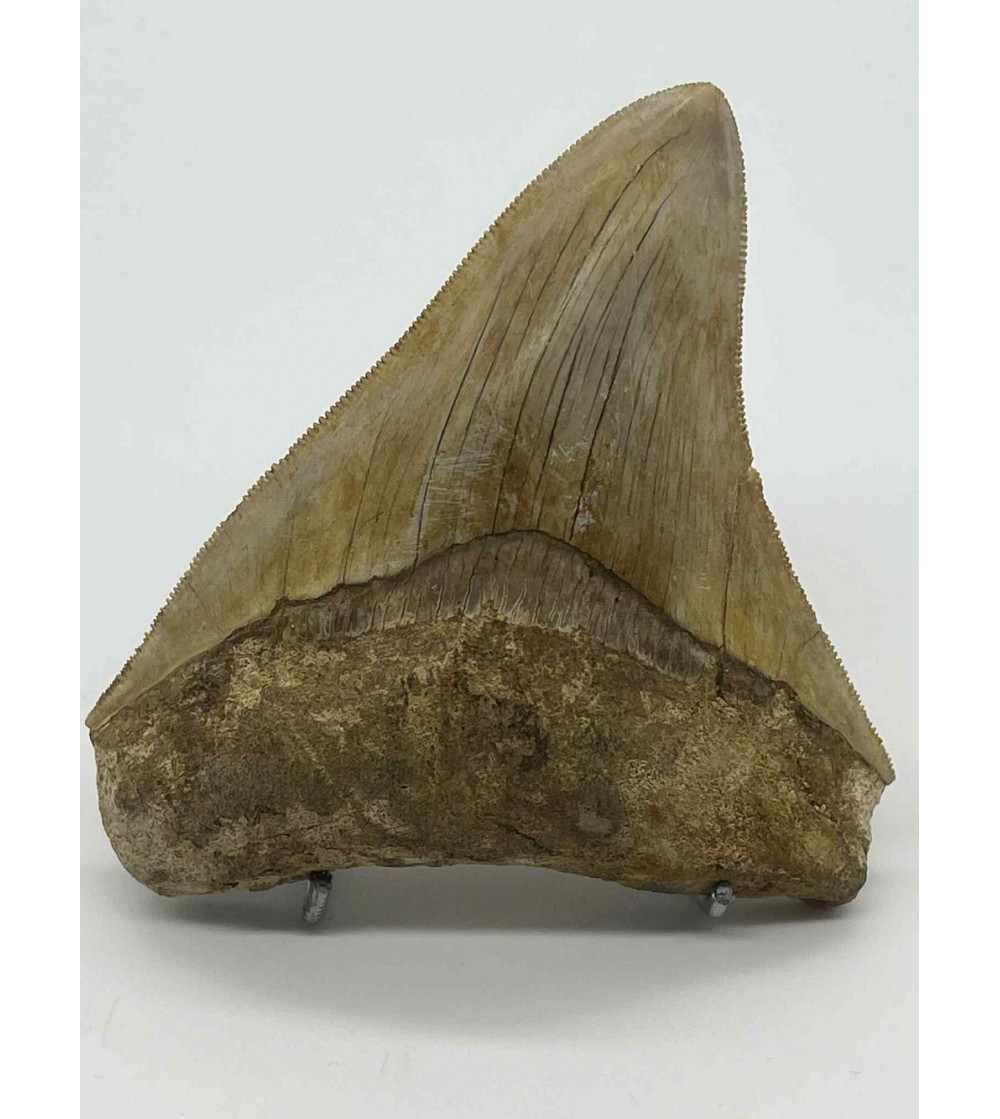 Dent de Mégalodon fossile – Indonésie – 8 cm – 101 g – Pièce authentique