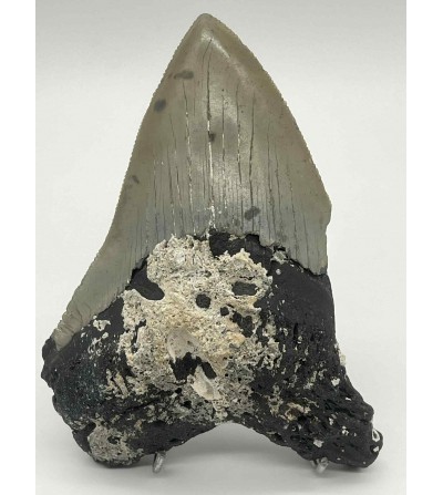 Dent de mégalodon fossile – Californie (USA) – 11 cm – 209 g – Grande pièce de collection