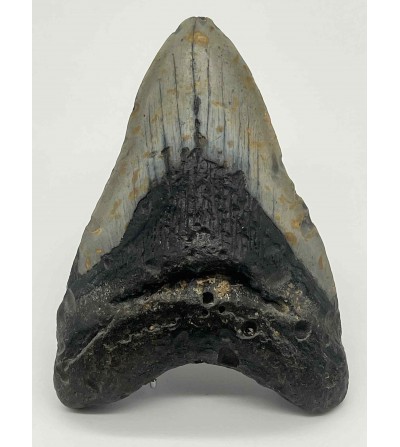 Grande dent de mégalodon fossile – Californie (USA) – 12 cm – 262 g – Pièce de collection