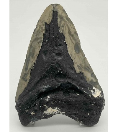 Dent de mégalodon fossile – USA – 10 cm – Otodus megalodon – pièce authentique