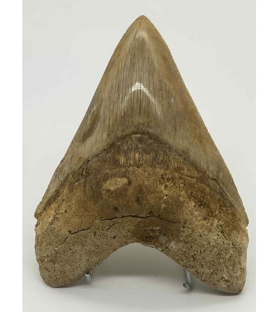 Dent de mégalodon fossile – Indonésie – 10,7 cm – 145 g – Otodus megalodon authentique