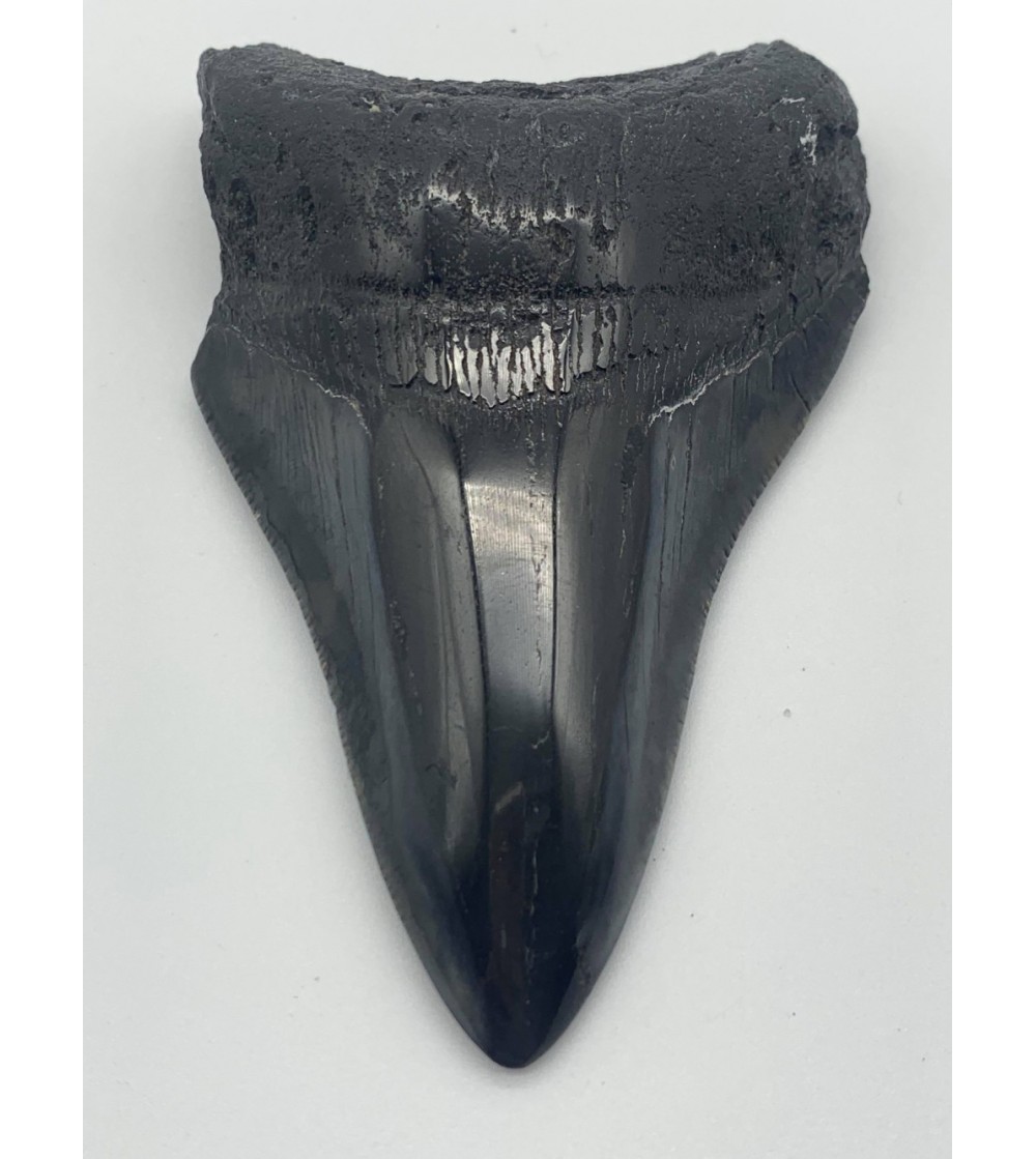 Dent de Carcharodon Mégalodon U.S.A