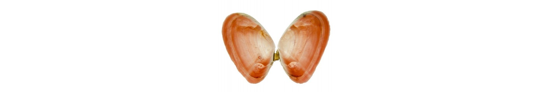 Bivalves – Coquillages bivalves naturels de collection | Océane Minéraux