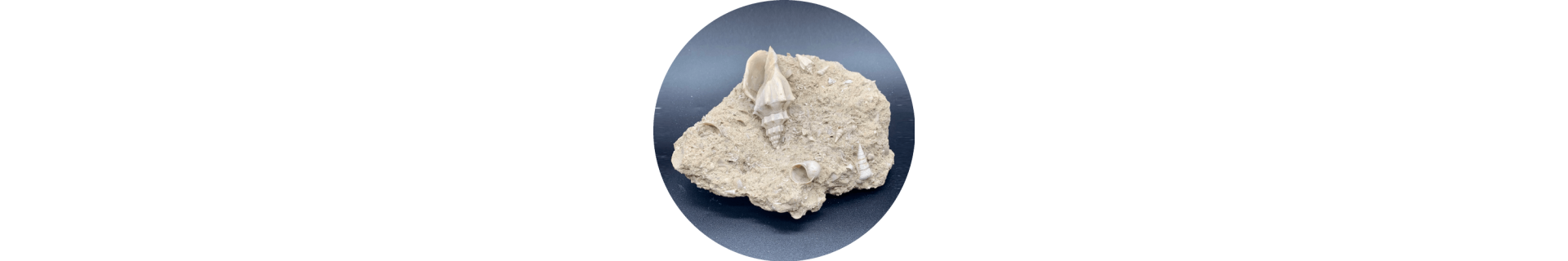 Gastéropodes fossiles – Fossiles de collection | Toulon