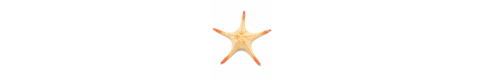 Etoile de mer